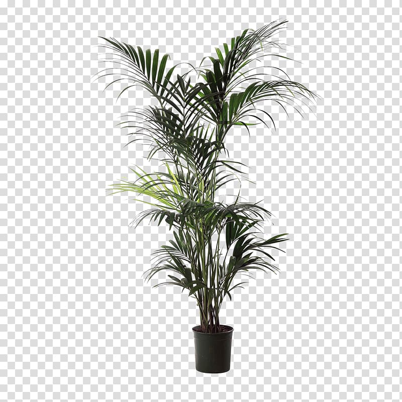 Babassu Areca palm Houseplant Arecaceae Flowerpot, Compact Van transparent background PNG clipart