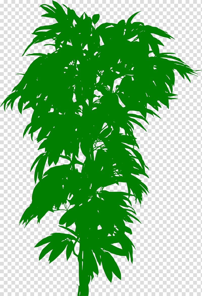 Plant Bonsai treelet Trunk Leaf, plant transparent background PNG clipart