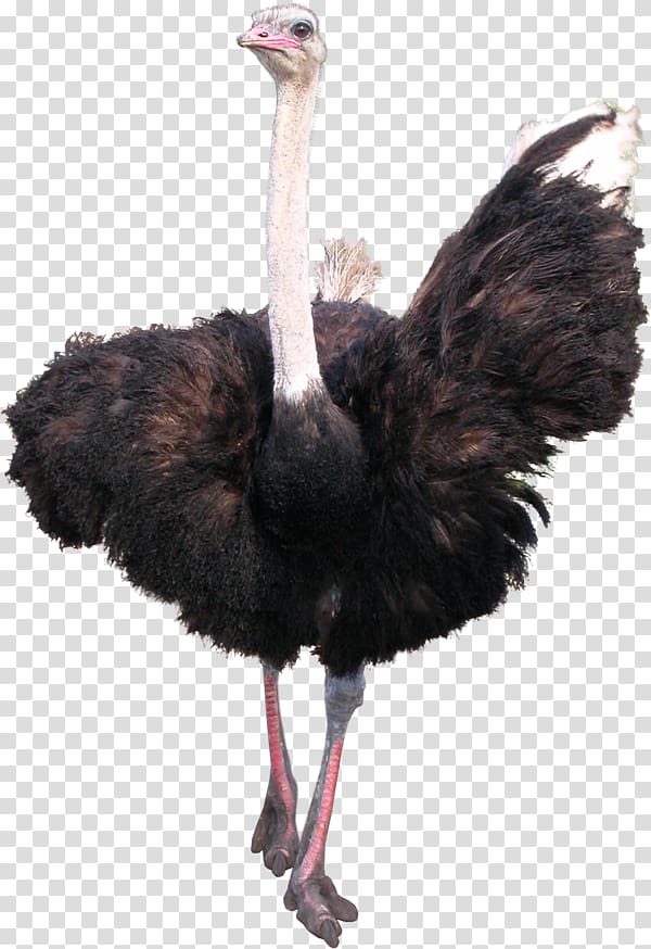 Common ostrich Bird Emu, Bird transparent background PNG clipart