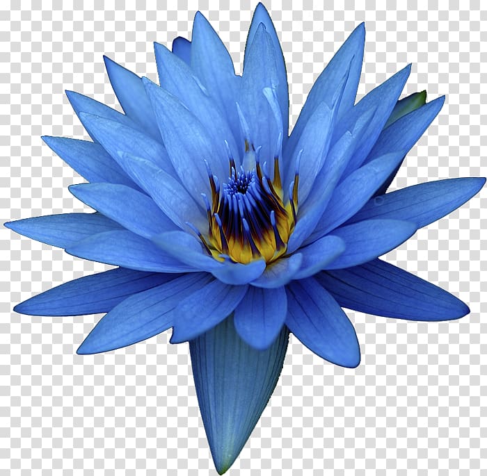 Egyptian lotus Nelumbo nucifera Flower Oil Extract, blue
