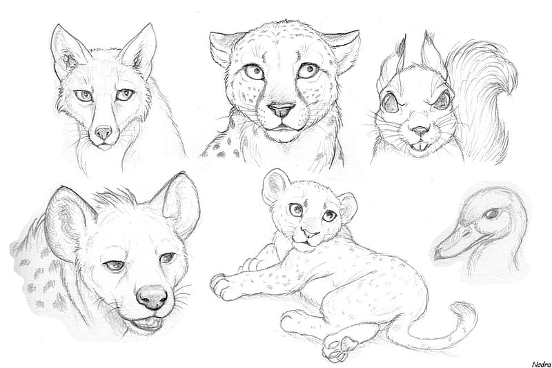 Drawing Lion Pencil Sketch, Drawings Of Animals transparent background PNG clipart