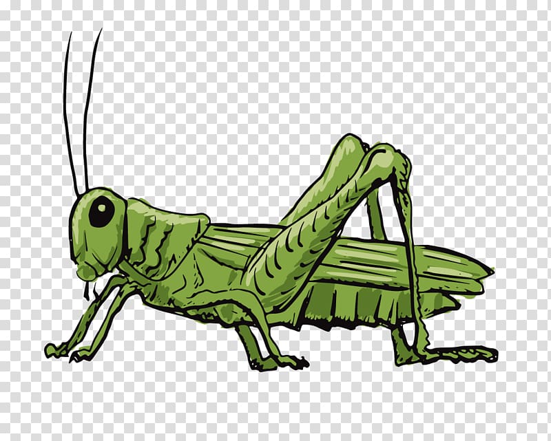 green grasshopper illustration, Grasshopper illustration Drawing Illustration, grasshopper transparent background PNG clipart