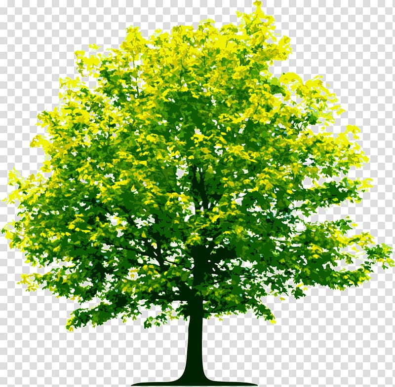 green leafed tree illustration, Tree , Tree transparent background PNG clipart