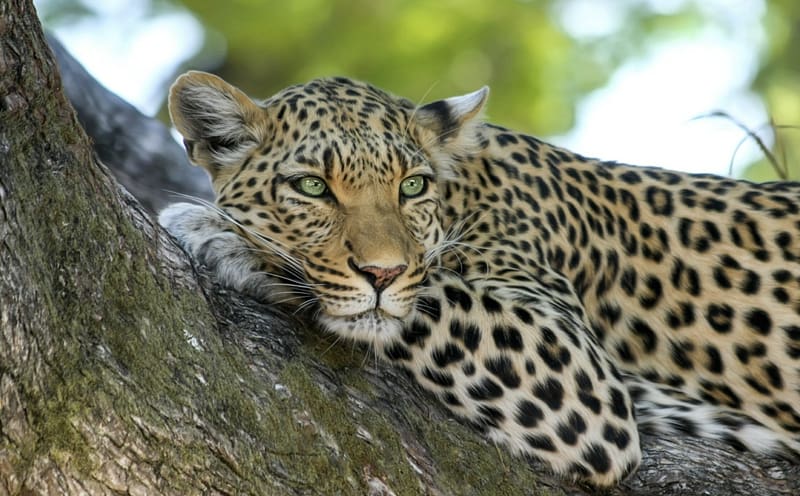 Jaguar Lion Javan leopard Wildcat, leopard transparent background PNG clipart