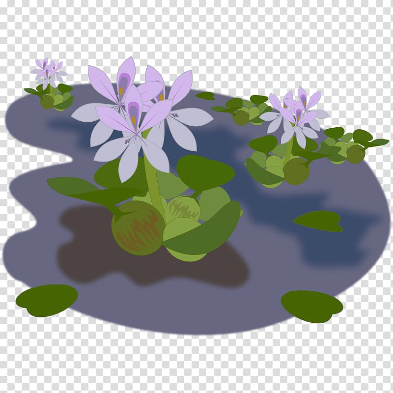 Pond Common water hyacinth , pond transparent background PNG clipart