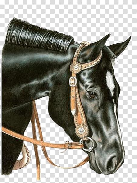 American Quarter Horse Mare Stallion Drawing Pencil, Dark Horse transparent background PNG clipart
