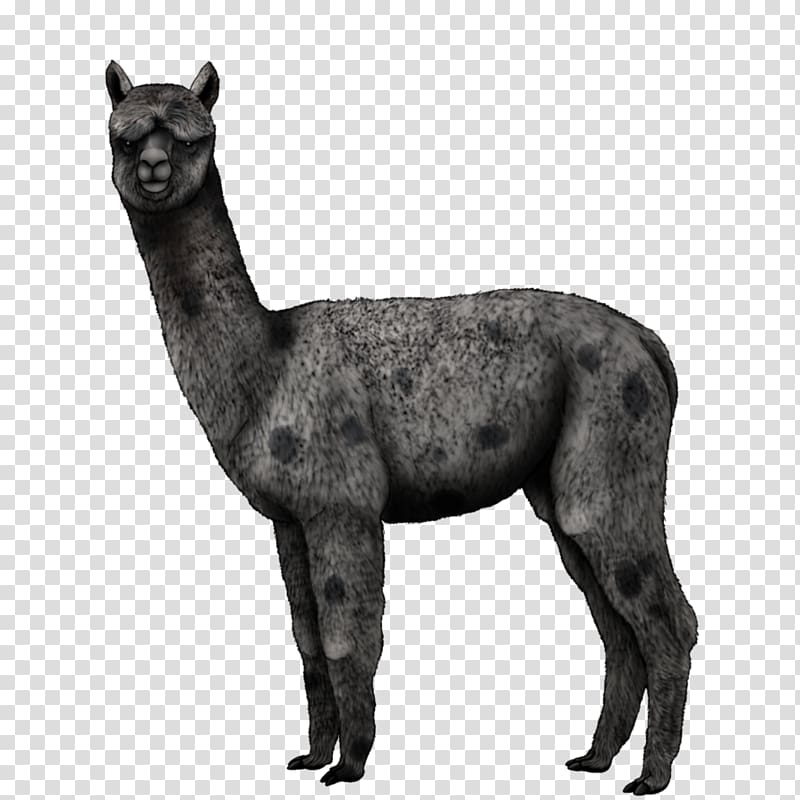 Alpaca Dog Llama Horse Art, Dog transparent background PNG clipart