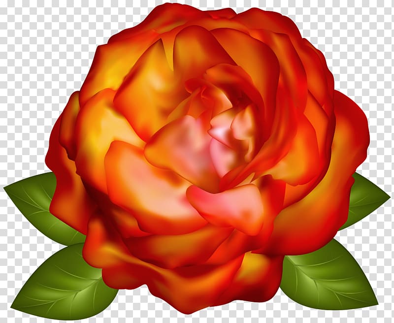 red and orange rose illustration, Garden , Beautiful Rose transparent background PNG clipart