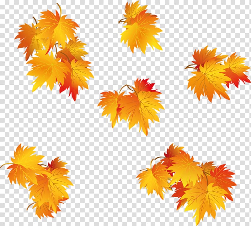 Maple leaf Tree Portable Network Graphics, Leaf transparent background PNG clipart