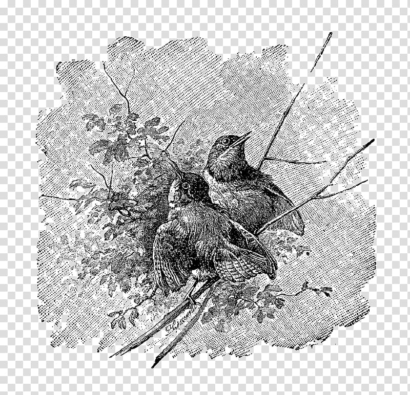 Twig Bird nest Drawing Fauna, Bird transparent background PNG clipart