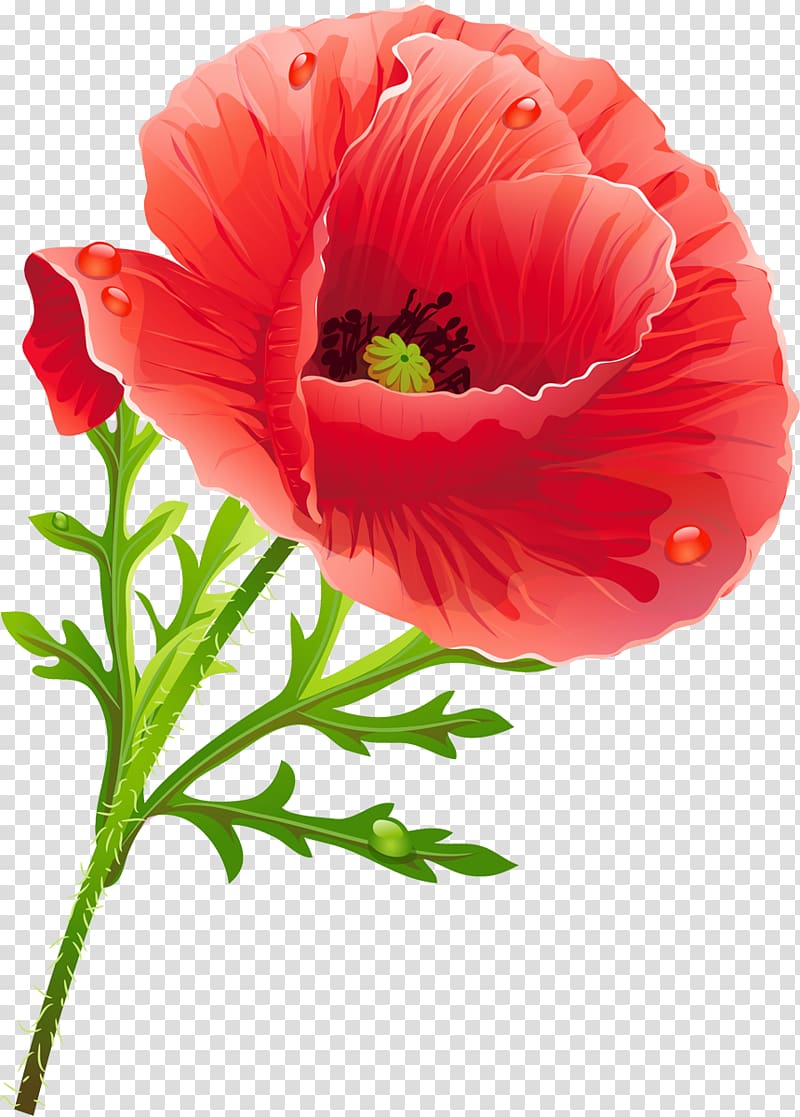 Poppy Flower , flower transparent background PNG clipart