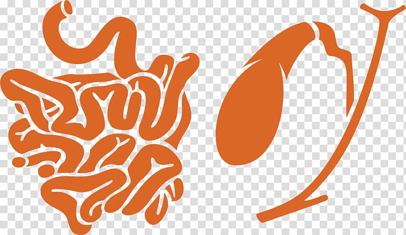 Dipeptidyl peptidase-4 inhibitor Glucagon-like peptide-1 Mechanism of action Pharmaceutical drug, intestines model elements transparent background PNG clipart