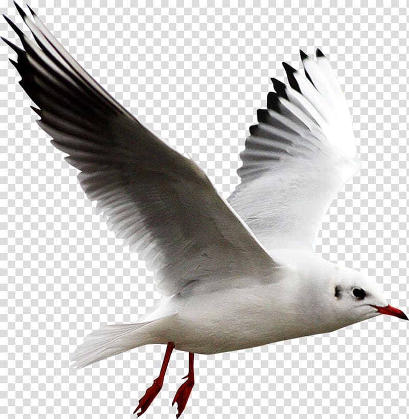 Gulls European Herring Gull , gull transparent background PNG clipart