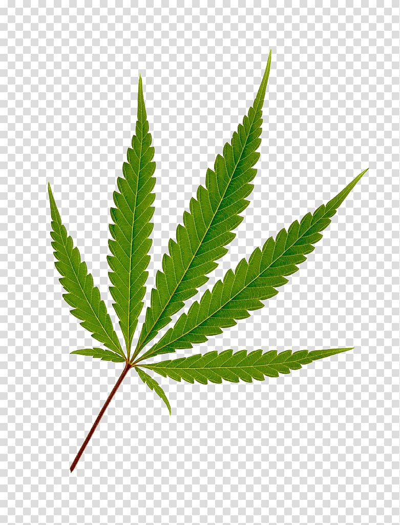 green cannabis leaf illustration, Cannabis Hemp Leaf Joint, Cannabis transparent background PNG clipart