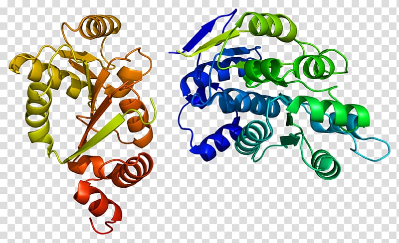 DDX3X Helicase DDX3Y DEAD box Gene, others transparent background PNG clipart