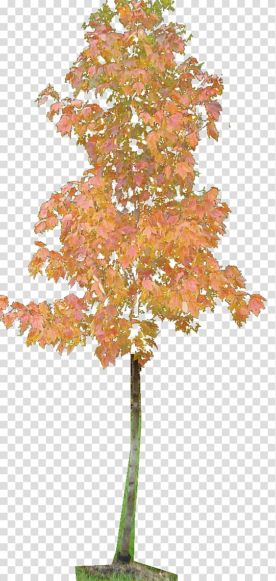 Twig Ginkgo biloba Plant stem Leaf Maple, Leaf transparent background PNG clipart