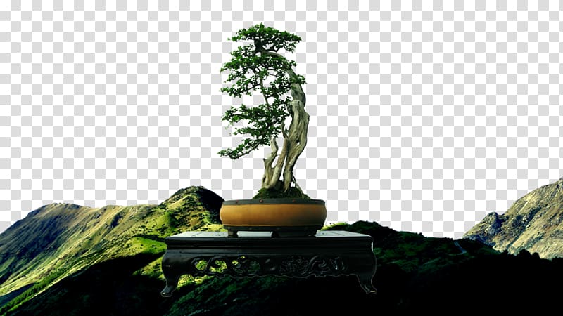 Pine Bonsai Tree, Background Pine Mountain transparent background PNG clipart