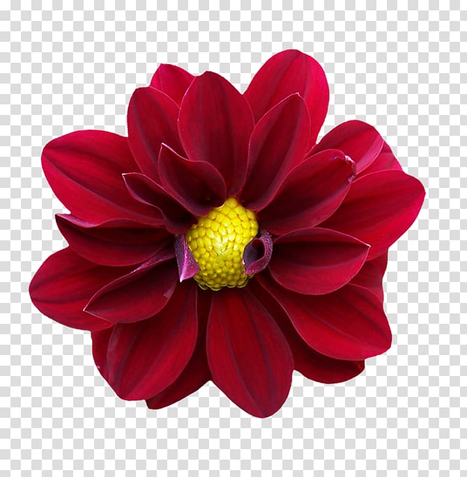 Dahlia Conjunction E.O. Elementary school, dalia transparent background PNG clipart