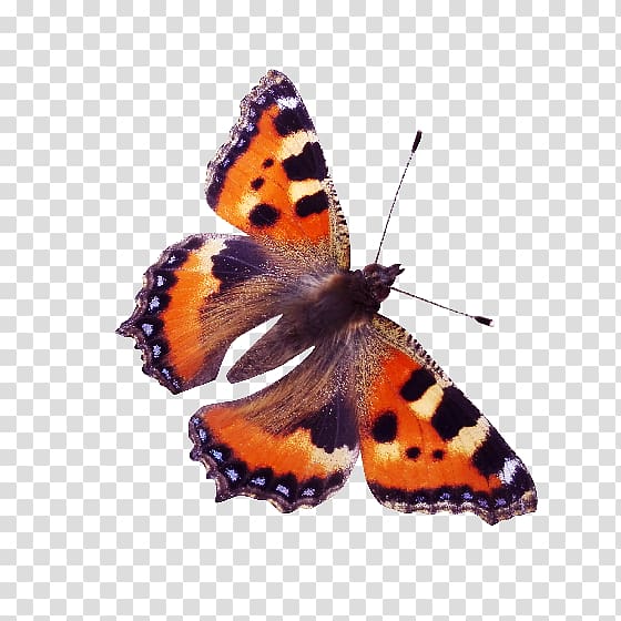 Monarch butterfly Red admiral Insect Nymphalidae, red butterfly transparent background PNG clipart