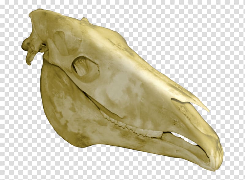 Horse Bone Skull Skeleton , skulls transparent background PNG clipart