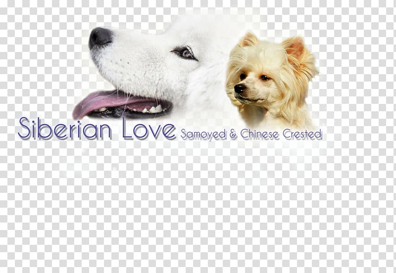 Dog breed West Highland White Terrier Puppy Companion dog Sporting Group, puppy transparent background PNG clipart