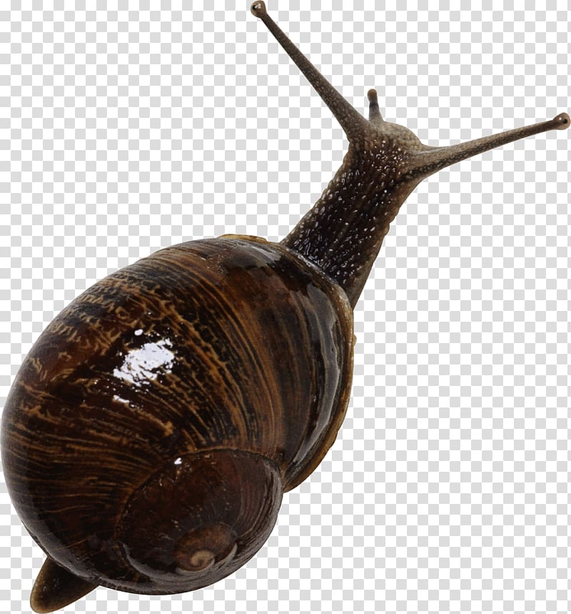 Emerald green snail Gastropods Seashell, Snail transparent background PNG clipart