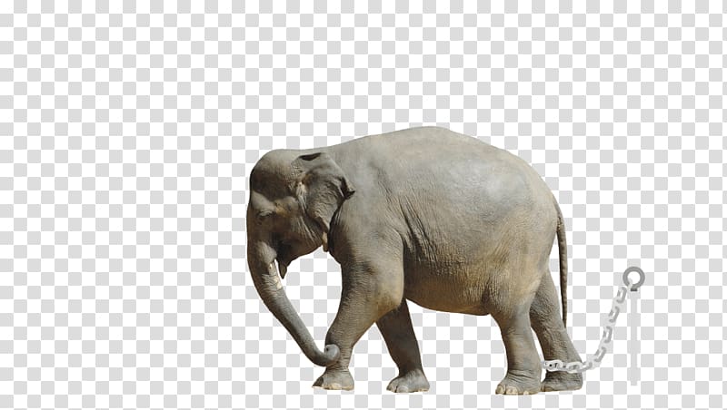 African elephant Indian elephant World Animal Protection Cruelty to animals, elefant transparent background PNG clipart