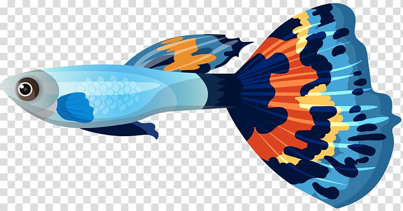 blue fighting fish illustration, Guppy Goldfish Sailfin molly , Male Guppy Fish transparent background PNG clipart
