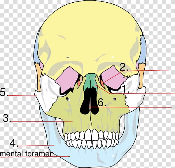 Facial skeleton Skull Anatomy Human skeleton Lacrimal bone, skull transparent background PNG clipart