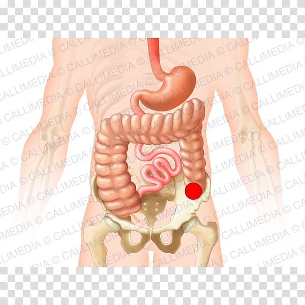 Organ system Colostomy Anatomy, 360 Degrees transparent background PNG clipart