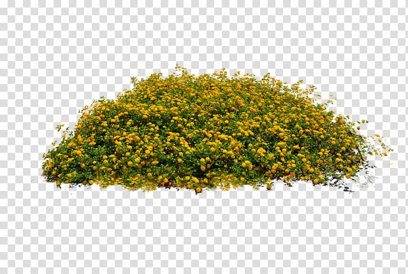 green and yellow plants, Plant Shrub, Plants transparent background PNG clipart