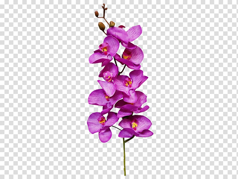 Cut flowers Plant Floral design Moth orchids,,painted floral material transparent background PNG clipart