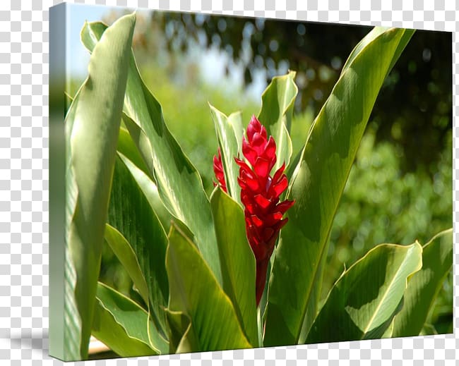 Cayman Islands Ginger Lily kind Art Flower, ginger watercolor transparent background PNG clipart