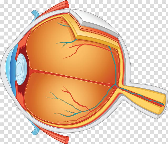 Human eye Anatomy, Eye transparent background PNG clipart