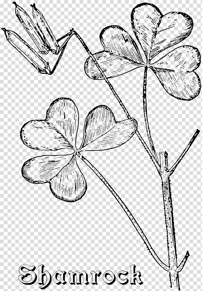 Floral design Cut flowers Leaf Symmetry Pattern, clover coloring page transparent background PNG clipart