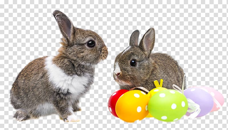 Easter Bunny Easter egg Rabbit , HD two cute rabbits transparent background PNG clipart