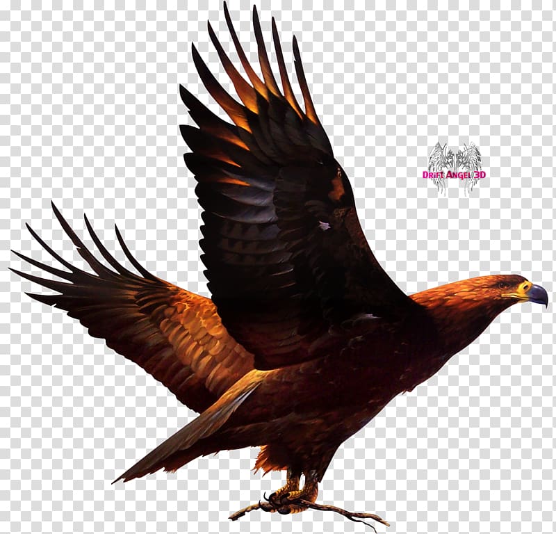 Bird of prey Ronda United States Accipitriformes, eagle transparent background PNG clipart
