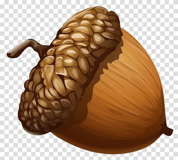 acorn , Acorn , Acorn transparent background PNG clipart