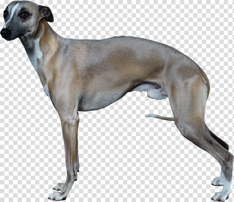 Italian Greyhound Whippet Longdog German Shepherd, bone dog transparent background PNG clipart