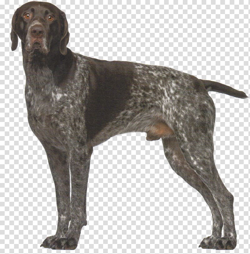 Old Danish Pointer German Shorthaired Pointer German longhaired pointer Auvergne pointer Small Münsterländer, others transparent background PNG clipart