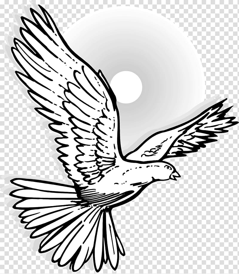 Columbidae Drawing Mourning dove , flying bird transparent background PNG clipart