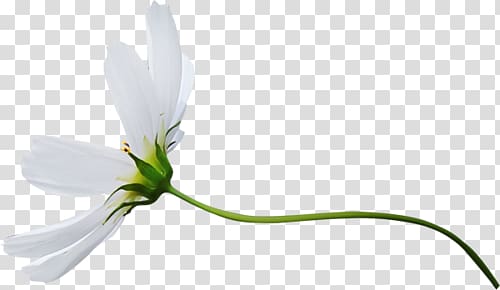 white cosmos flower art, Petal Cut flowers Plant stem Herbaceous plant, plant transparent background PNG clipart