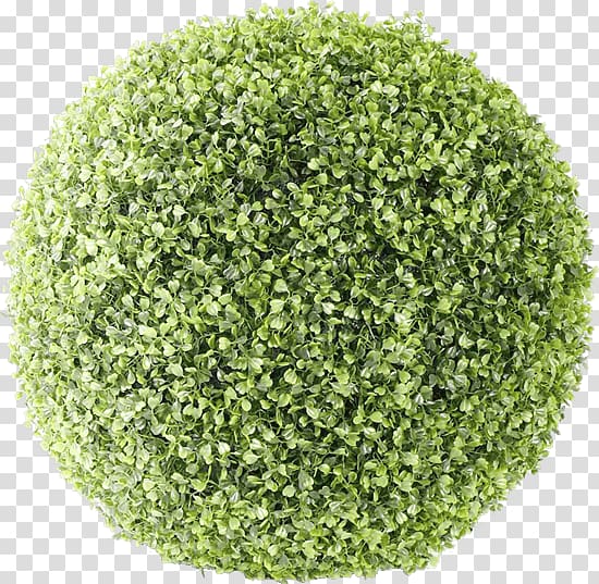 green leafed plant, Bush Ball transparent background PNG clipart