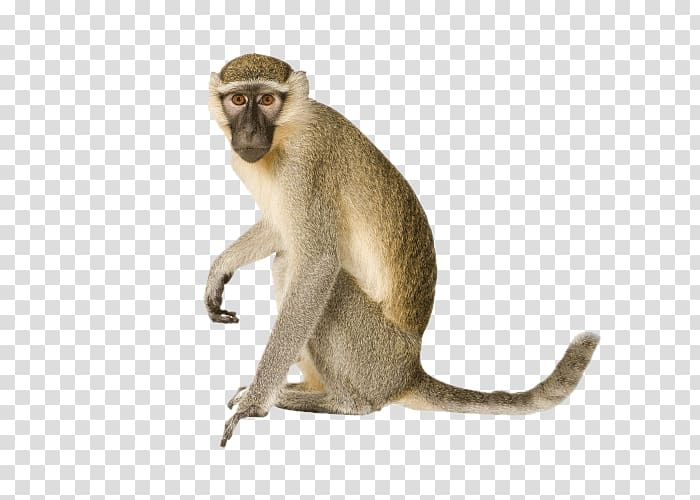Vervet monkey Orangutan Primate Ape, monkey Drawing transparent background PNG clipart
