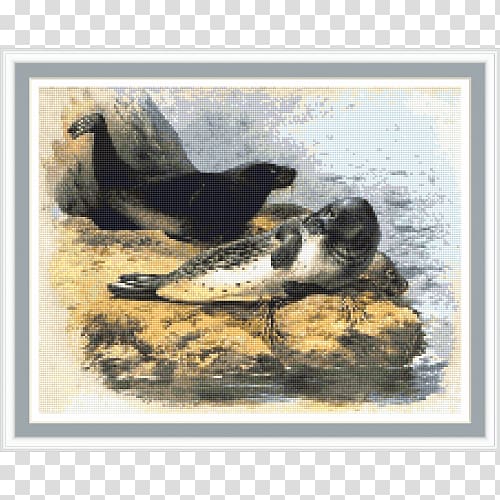 Duck Harbor seal Painting Fauna Pinniped, duck transparent background PNG clipart