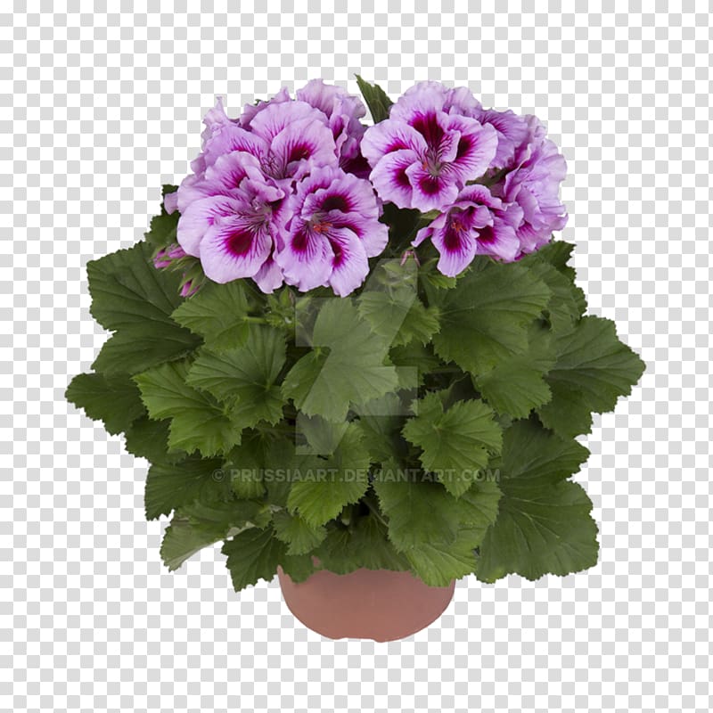 Regal pelargonium Garden geranium Flower Plant Seed, flower transparent background PNG clipart