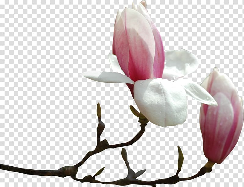 of magnolia bud transparent background PNG clipart