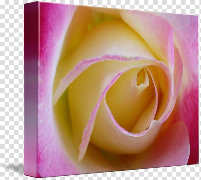 Garden roses Rosaceae Gallery wrap Flower, rose leslie transparent background PNG clipart