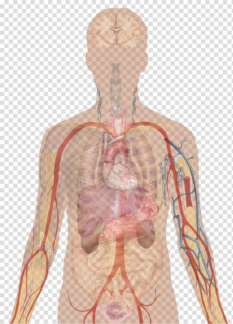 Human body Organ Human anatomy Abdomen, kidney transparent background PNG clipart