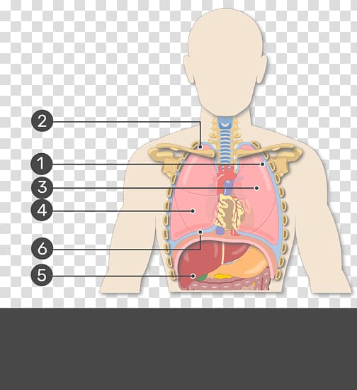 Human right lung Pleural cavity Oblique fissure Anatomy, show yourself transparent background PNG clipart